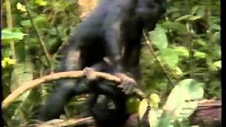 Bonobos  Doc on sexuality  1996 [upl. by Olimac]