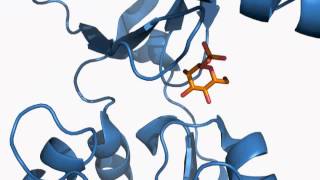 The Structural Basis of Congenital Disorder of Glycosylation Type 1a [upl. by Karleen857]