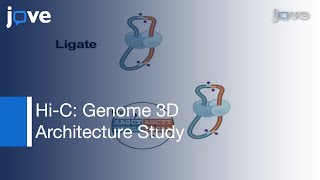 HiC Genome Architecture in 3D [upl. by Henden]