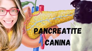 Pancreatite canina [upl. by Spenser975]