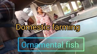 Domestic or Ornamental fish farming idia [upl. by Jareb]