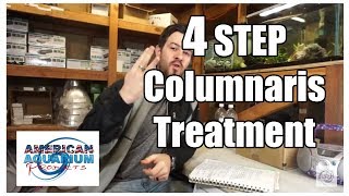 How to 4 Steps Columnaris Treatment Fish Bacterial Infection [upl. by Belle811]