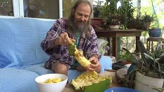 Jackfruit From Our Garden [upl. by Nanete]