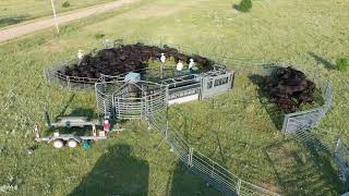 Sorting cattle in AllPurpose Corrals [upl. by Krefetz]