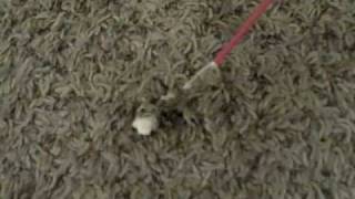 How To Remove StainVarnish from Carpet with WD40 [upl. by Airasor]