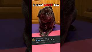 Why are people MEAN to pugs 😢 dog pug showsomeloveandsupport [upl. by Roswell]