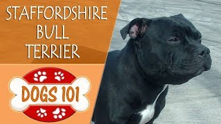 Dogs 101  STAFFORDSHIRE BULL TERRIER  Top Dog Facts About the STAFFORDSHIRE BULL TERRIER [upl. by Gail]