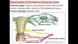 ERD 6Anatomy of uterine tubeovary female external gentalia [upl. by Winifield]