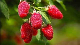 TAYBERRY  Rubus fruticosus x R idaeus   Malo drukčije RAZMNOŽAVANJE vrhom IZBOJA  01 [upl. by Anilrahc]