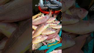 KASIMEDU FISH MARKET🔥FRESH CATCH trendingshorts reachyourgoals lifeoffishermanfreshcatch [upl. by Rodmun243]