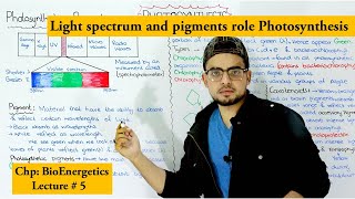 photosynthetic pigments and their role  Chlorophyll and carotenoids [upl. by Ninnette81]