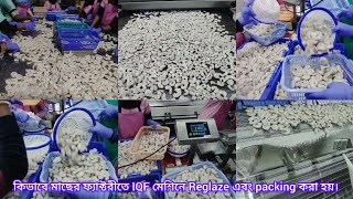 মাছের ফ্যাক্টরীতে কিভাবে IQF reglaze এবং packing হয়।shrimps iqf processingfactoryyoutubeshorts [upl. by Albertson]