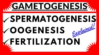 Gametogenesis Spermatogenesis Oogenesis Sperm and Ovum Structure Human Reproduction Hormonal Control [upl. by Browne]