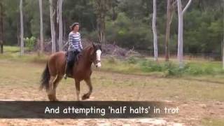 Riding Tiuri 5 year old Clydesdale gelding [upl. by Nnylirehs]