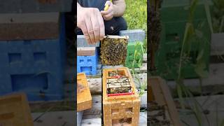 Proizvodnja matica pčelarstvo beekeeper [upl. by Nasaj]