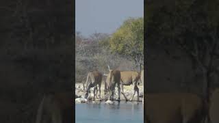 Eland Antelope Drinking Water antelope wildlife youtubeshorts [upl. by Akimit]