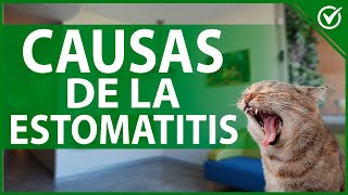 🐱 Causas Síntomas y Tratamiento de la Estomatitis en Gatos  Guía Médica Completa 👄🐈 [upl. by Kassie]