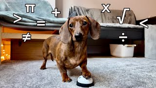 Mini dachshund does dog math [upl. by Duile441]