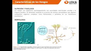 MicrobiologiaDiversidad microbiana II UDLA 2017 [upl. by Dimo84]