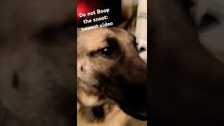 Its not Boop the snoot newest video [upl. by Ellynn]