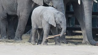 African Elephant Calf  Howletts Wild Animal Park 2019 [upl. by Els436]