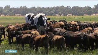 Dan maar eeuwigdurend verlof stier te groot voor slachthuis [upl. by Serica]