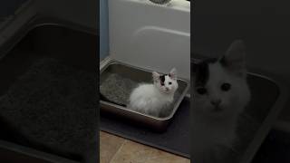 My kitty is so smart 😹 cat kitty pottytrain smartcat [upl. by Brear337]