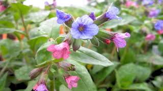 Propiedades Curativas de la Pulmonaria Pulmonaria officinalis [upl. by Kingsly]