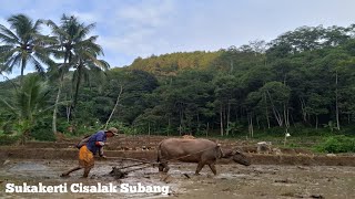 Bajak Sawah Pakai Kerbau Eneng Bikin Emosi Operatornya [upl. by Erasmo937]