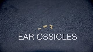 EAR OSSICLES [upl. by Ahsaf]