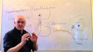 Endocrine lesson 1 Introduction and pituitary [upl. by Ivel]