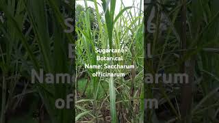 Sugarcane Botanical Name Saccharumofficinarum scientificname गन्ना [upl. by Enilec]