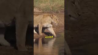 A Verdadeira Vida dos Leões leao africa safari animais animaisselvagens curiosidades shorts [upl. by Ingalls]