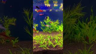 Best Schooling Fish For Planted Aquarium  Rummynose Tetra schoolingfish [upl. by Lindsley]