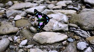 ミイロタイマイ slow motion Graphium weiskei in flight [upl. by Berti]