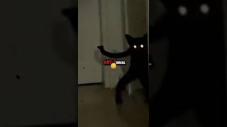 Skinwalker disguised as a Cat 😳 short [upl. by Irina]