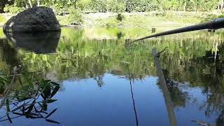 babon 1 tahun mendatang😂 mancingmania mancing shorts fypyoutube fishing fish [upl. by Nawak]