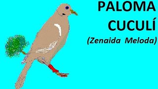 PALOMA CUCULÍ Zenaida meloda [upl. by Nyrahs709]