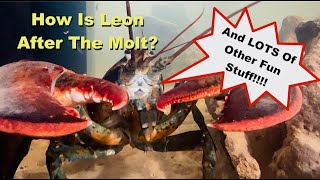 How is Leon After The Molt [upl. by Marta88]