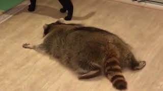 Fat raccoon plays with a cat [upl. by Melmon]