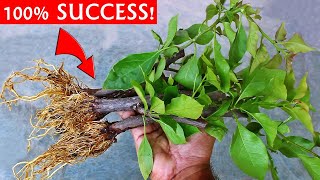 SUPER EASY Method To GROW Bougainvillea From Cuttings [upl. by Epolenep]