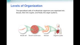 Homeostasis and cell levels [upl. by Ansel]