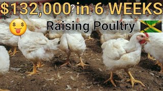 Cost of Raising chicken poultry broilers in Jamaica [upl. by Orgel549]