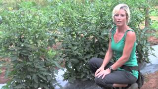 Pruning and Staking Tomatoes  Perfect Techniques [upl. by Rasure]