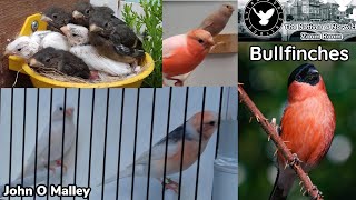 Breeding Bullfinches amp their Mutations w John O Malley  Natives amp Norwich Zoom Room [upl. by Binnie]