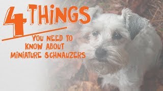 4 Things You Need to Know About Miniature Schnauzers  Cone of Shame with Dr Andy Roark [upl. by Kablesh46]