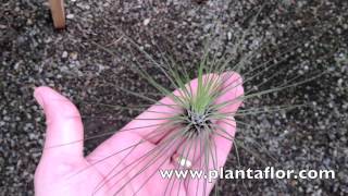 Tillandsia Filifolia Large  Plantaflor [upl. by Lina]