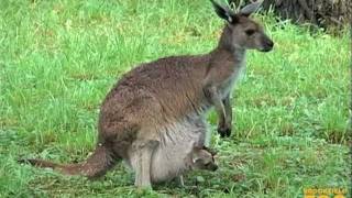 Kangaroo Kids Joeys at Brookfield Zoo [upl. by Leonid874]