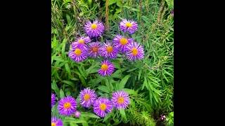 Beautiful Erigeron エリゲロンわflowers [upl. by Robinet179]