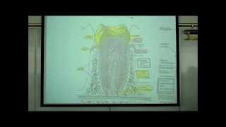 DIGESTIVE SYSTEM PART 1 ORAL CAVITY amp TEETH by Professor Fink [upl. by Aitselec]